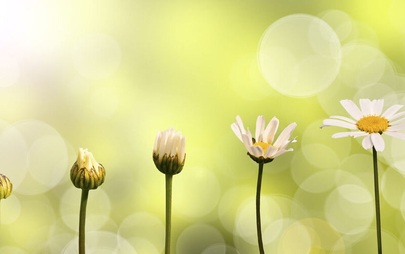 Daisies on green nature background, stages of growth