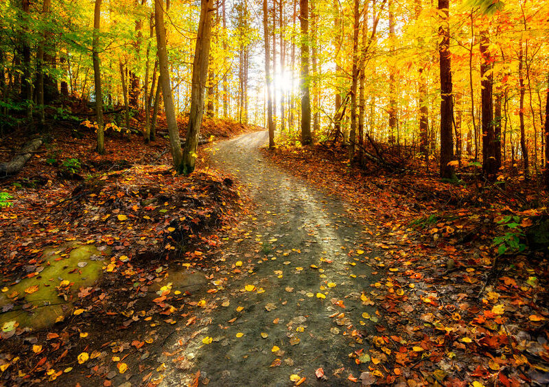 Sun shining through the trees on a path in a golden forest landscape setting during the autumn season.